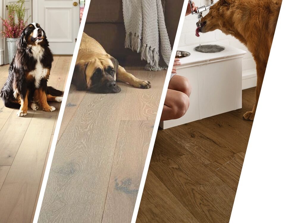 Dog sitting on hardwood flooring | Custom Floor & Design